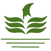 Morarka Finance Share Price