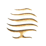 Tavernier Resources  Share Price