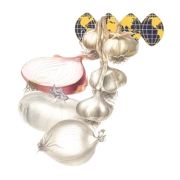 Oceanic Foods Share Price