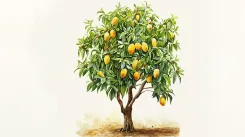 A Kingdom Built on One Fruit, and That Fruit Is Failing