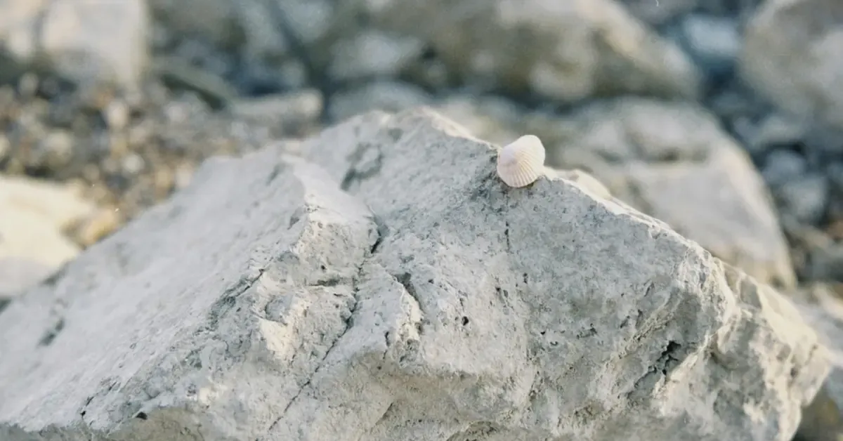 UltraTech Cement And SBI Cards Post Strong Q4FY26 